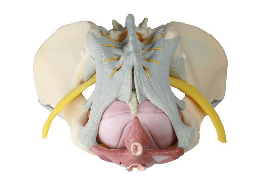 Vrouwelijk bekken met ligamenten (2)_900x600